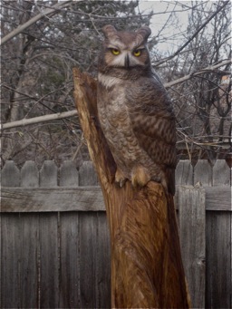 [Great Horned Owl]