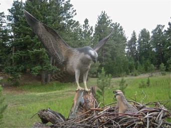 [Osprey Family]