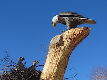 [Osprey Family]