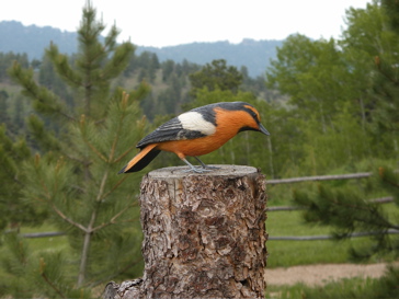 [Bullock Oriole]