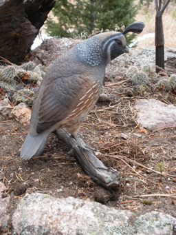 [Calif. Quail]