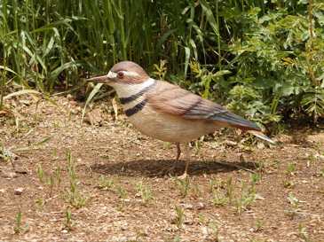 [Killdeer]