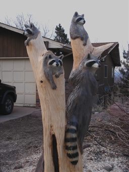 [More Raccoons]