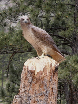 [Red-Tailed Hawk on Hunt]