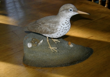 [Sandpiper]