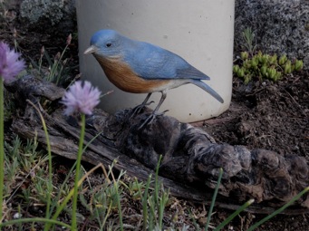 [West Bluebird]